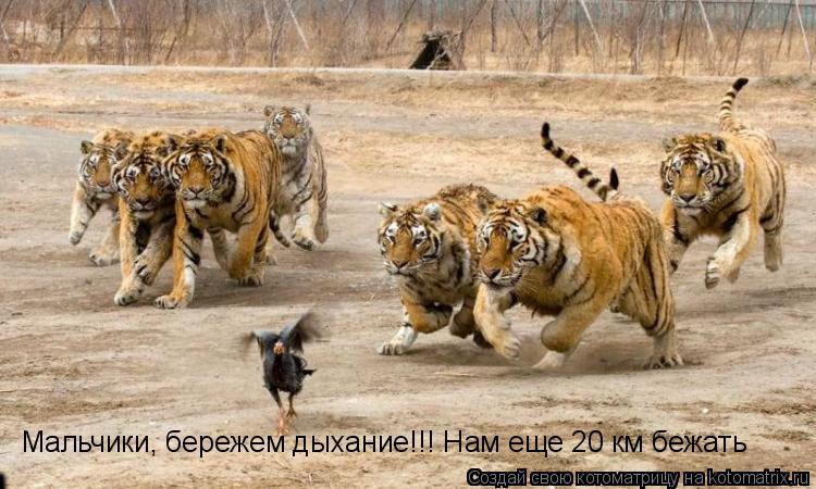 Котоматрица: Мальчики, бережем дыхание!!! Нам еще 20 км бежать