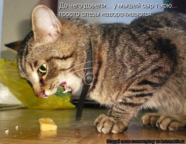 Котоматрица: До чего довели... у мышей сыр тырю...  просто слезы наворачиваются...