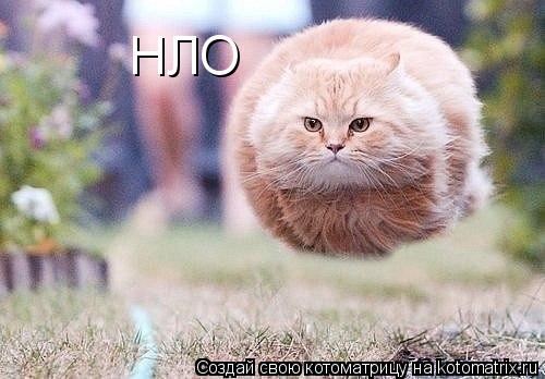 Котоматрица: НЛО