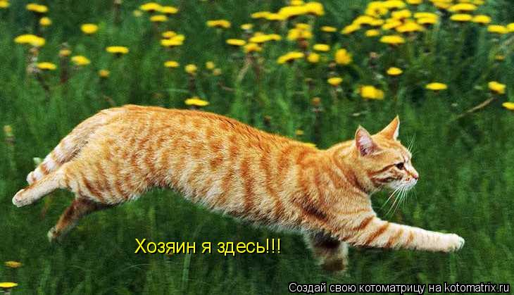 Котоматрица: Хозяин я здесь!!!