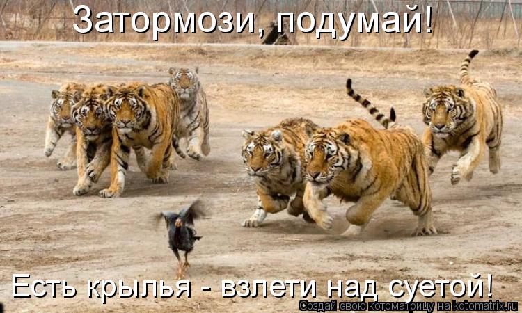 Котоматрица: Затормози, подумай! Есть крылья - взлети над суетой!