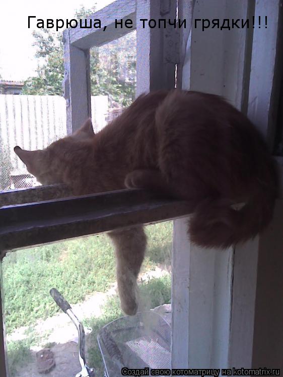 Котоматрица: Гаврюша, не топчи грядки!!!