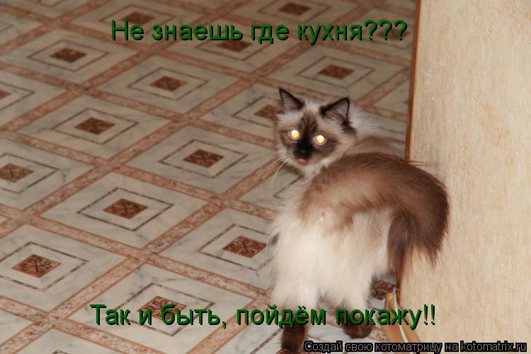 Котоматрица: Не знаешь где кухня??? Так и быть, пойдём покажу!!! Не знаешь где кухня???  Так и быть, пойдём покажу!!