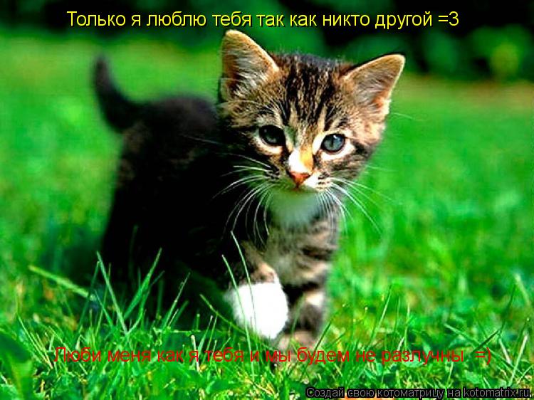 Котоматрица: Только я люблю тебя так как никто другой =3 Люби меня как я тебя и мы будем не разлучны  =)