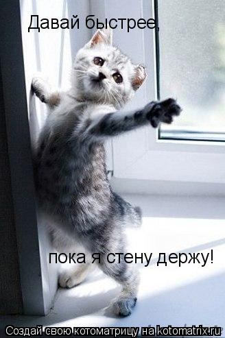 Котоматрица: Давай быстрее, пока я стену держу!