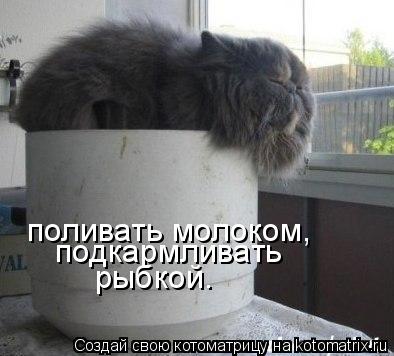 Котоматрица: поливать молоком, подкармливать рыбкой.