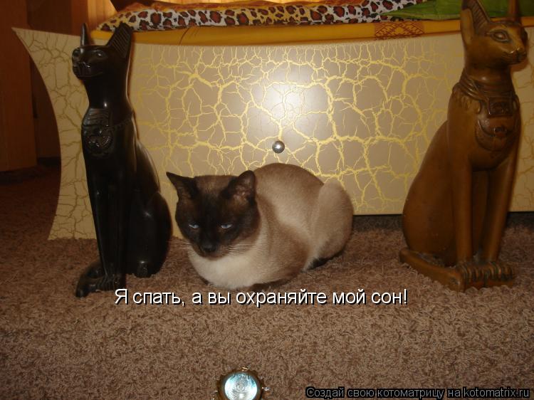 Котоматрица: Я спать, а вы охраняйте мой сон!