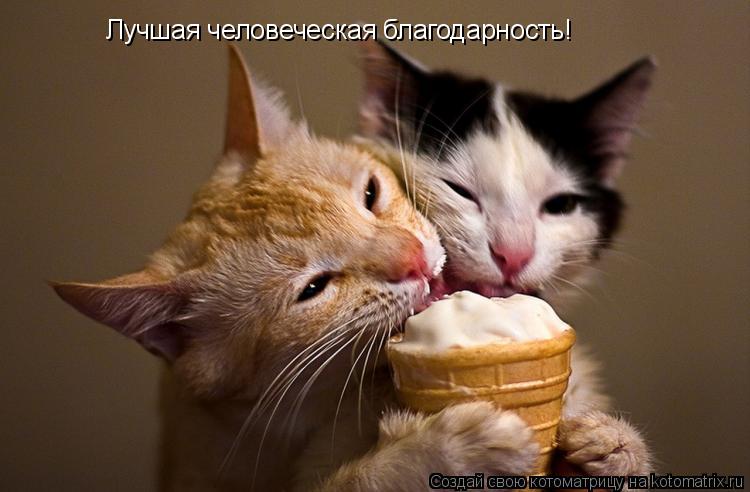 Котоматрица: Лучшая человеческая благодарность!