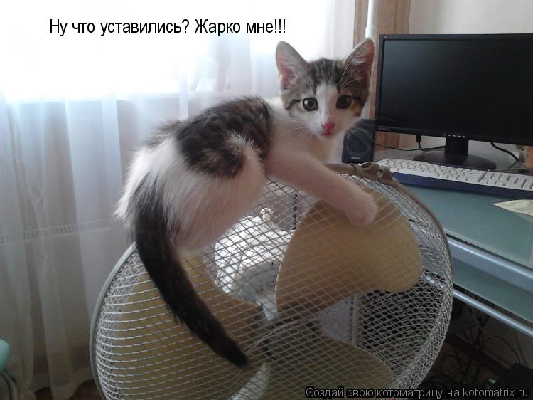 Котоматрица: Ну что уставились? Жарко мне!!!