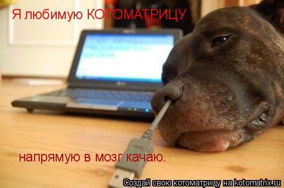 Котоматрица: Я любимую КОТОМАТРИЦУ  напрямую в мозг качаю.