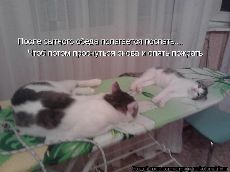 Котоматрица: После сытного обеда полагается поспать.... Чтоб потом проснуться снова и опять пожрать