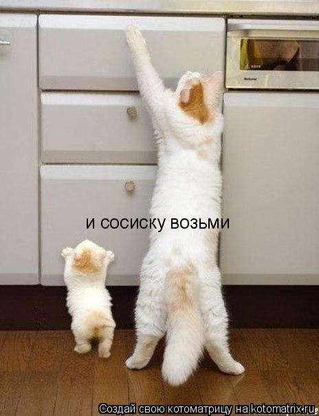 Котоматрица: и сосиску возьми