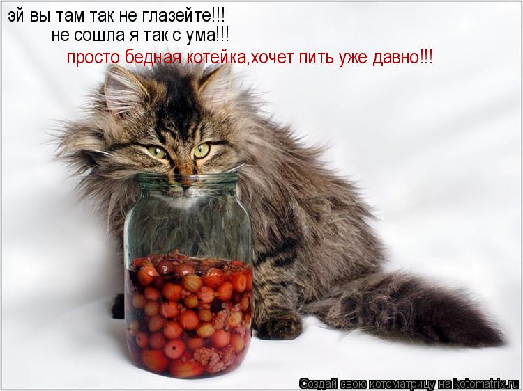 Котоматрица: эй вы там так не глазейте!!! не сошла я так с ума!!! просто бедная котейка,хочет пить уже давно!!!