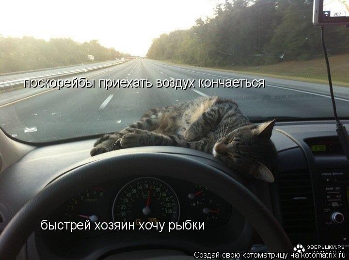 Котоматрица: поскорейбы приехать воздух кончаеться быстрей хозяин хочу рыбки