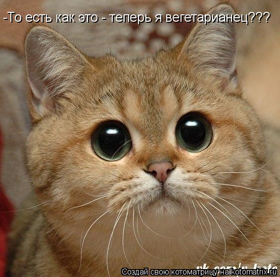 Котоматрица: -То есть как это - теперь я вегетарианец???