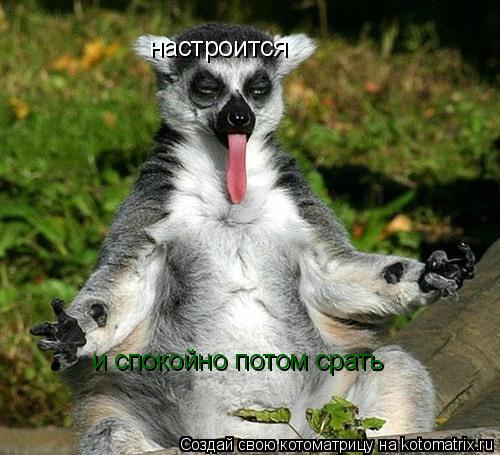Котоматрица: настроится настроится и спокойно потом срать