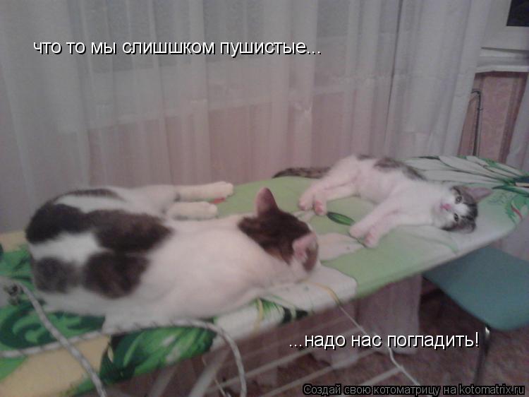Котоматрица: что то мы слишшком пушистые... ...надо нас погладить!
