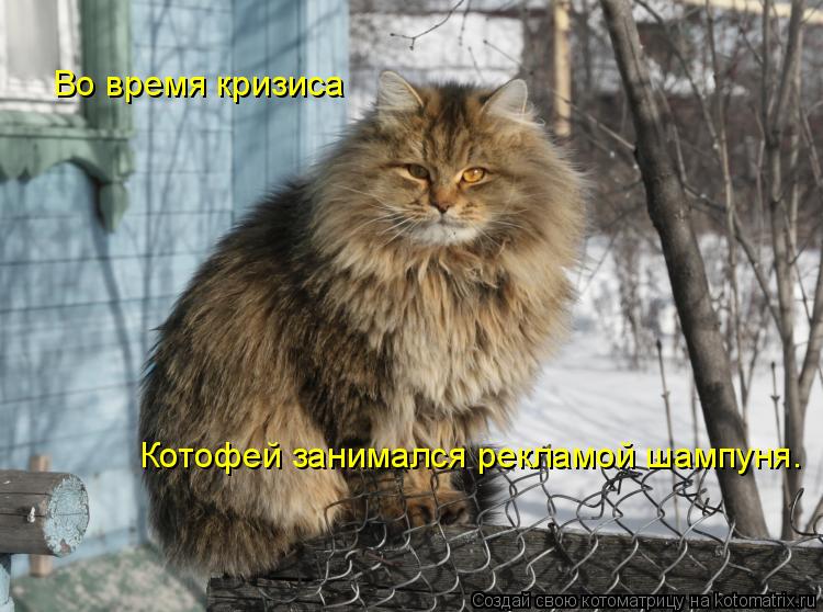 Котоматрица: Во время кризиса Котофей занимался рекламой шампуня.