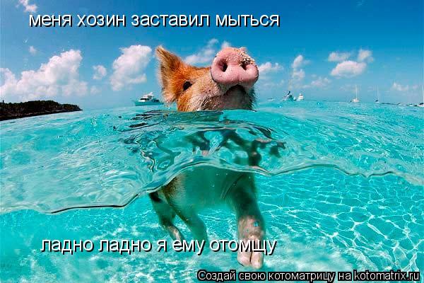 Котоматрица: меня хозин заставил мыться  ладно ладно я ему отомщу