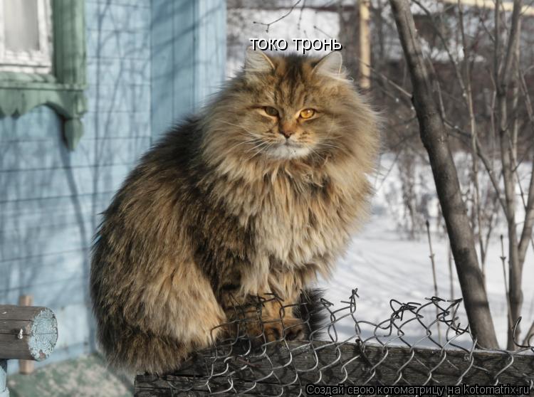 Котоматрица: токо тронь