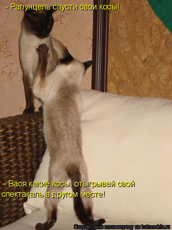 Котоматрица: - Рапунцель спусти свои косы! - Вася какие косы, отыгрывай свой  спектакаль в другом месте!
