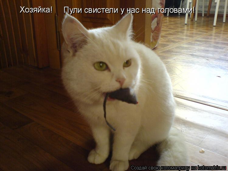 Котоматрица: Хозяйка! Пули свистели у нас над головами!