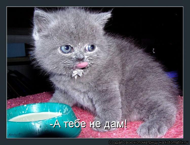 Котоматрица: -А тебе не дам!