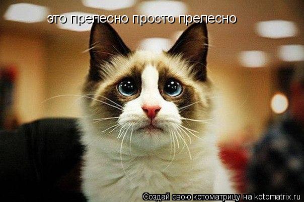 Котоматрица: это прелесно просто прелесно
