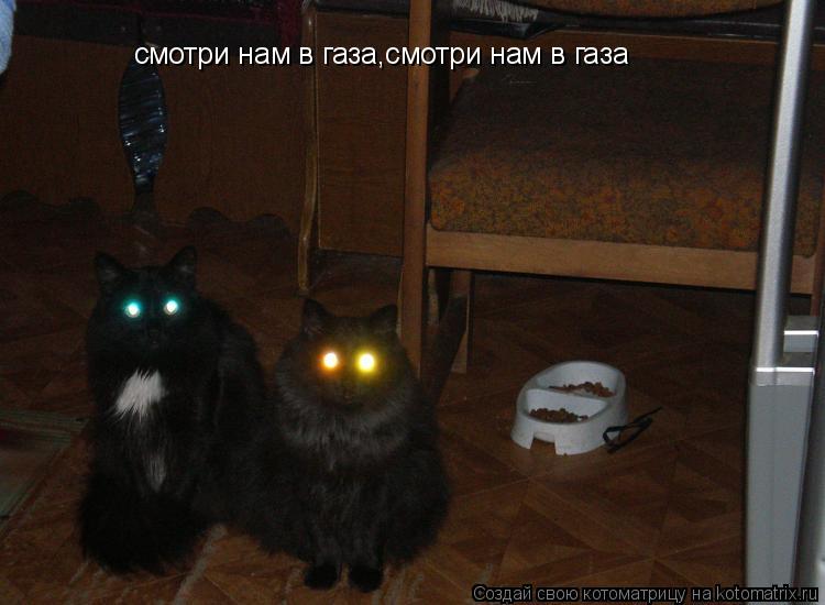 Котоматрица: смотри нам в газа,смотри нам в газа