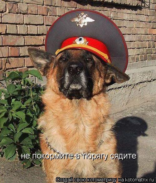 не покормите в тюрягу сядите... Котоматрица: не покормите в тюрягу сядите