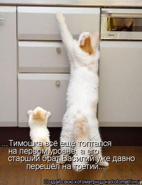 ...Тимошка всё ещё топтался на первом уровне, а его старший брат Василий уже давно перешёл на третий... Котоматрица: ...Тимошка всё ещё топтался на первом уровне, а его старший брат Василий уже давно перешёл на третий...