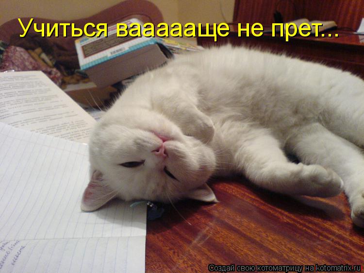 Учиться ваааааще не прет...... Котоматрица: Учиться ваааааще не прет...