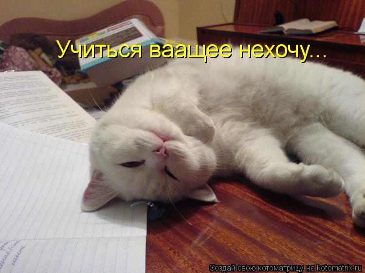 Учиться ваащее нехочу...... Котоматрица: Учиться ваащее нехочу...