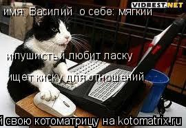 Котоматрица: имя: Василий  о себе: мягкий  и пушистый любит ласку ищет киску для отношений