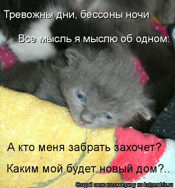 Все мысль я мыслю об одном: Тревожны дни, бессоны ночи Каким мой будет новый дом?.. А кто меня забрат... Котоматрица: Все мысль я мыслю об одном: Тревожны дни, бессоны ночи Каким мой будет новый дом?.. А кто меня забрать захочет?