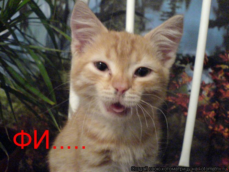Котоматрица: ФИ.....