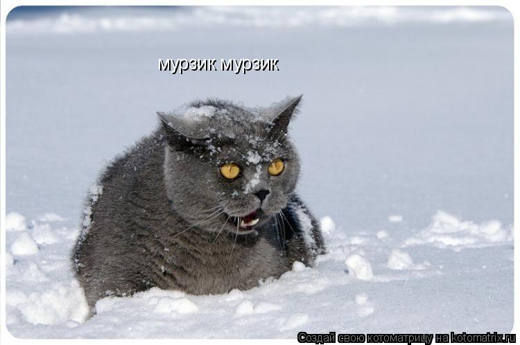 Котоматрица: мурзик мурзик