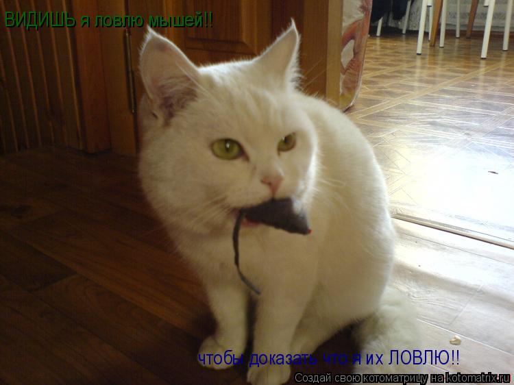 ВИДИШЬ я ловлю мышей!! чтобы доказать что я их ЛОВЛЮ!!... Котоматрица: ВИДИШЬ я ловлю мышей!! чтобы доказать что я их ЛОВЛЮ!!