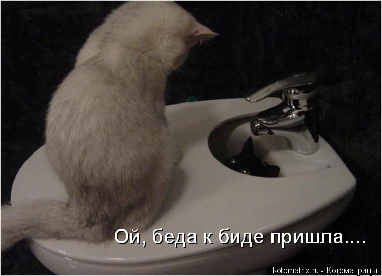 Ой, беда к биде пришла....... Котоматрица: Ой, беда к биде пришла....