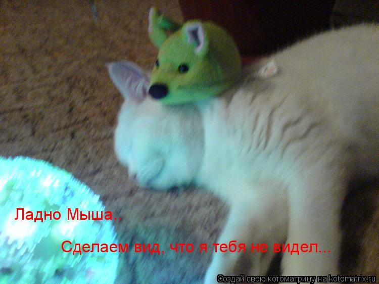 Ладно Мыша.. Сделаем вид, что я тебя не видел...... Котоматрица: Ладно Мыша.. Сделаем вид, что я тебя не видел...