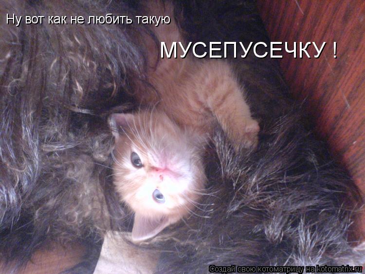 Ну вот как не любить такую МУСЕПУСЕЧКУ !... Котоматрица: Ну вот как не любить такую МУСЕПУСЕЧКУ !