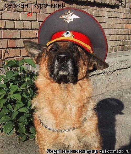 сержант курочкин я! !... Котоматрица: сержант курочкин я! !
