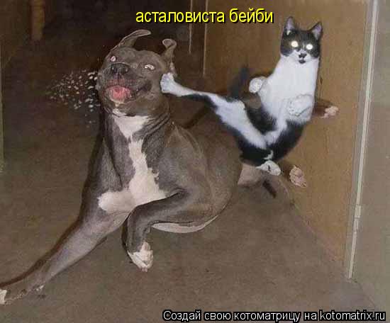 асталовиста бейби... Котоматрица: асталовиста бейби