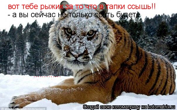 вот тебе рыжик за то что в тапки ссышь!! - а вы сейчас не только ссать будете ................ Котоматрица: вот тебе рыжик за то что в тапки ссышь!! - а вы сейчас не только ссать будете .............