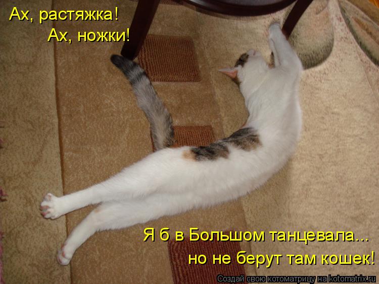 Ах, растяжка! Ах, ножки! Я б в Большом танцевала... но не берут там кошек!... Котоматрица: Ах, растяжка! Ах, ножки! Я б в Большом танцевала... но не берут там кошек!
