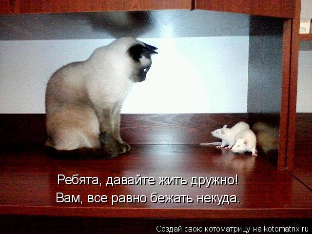 Ребята, давайте жить дружно! Вам, все равно бежать некуда.... Котоматрица: Ребята, давайте жить дружно! Вам, все равно бежать некуда.