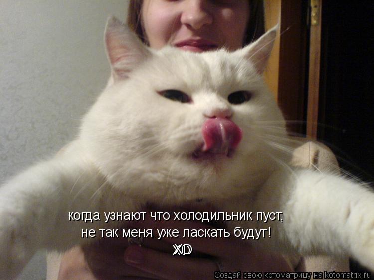 когда узнают что холодильник пуст, не так меня уже ласкать будут! XD XD... Котоматрица: когда узнают что холодильник пуст, не так меня уже ласкать будут! XD XD