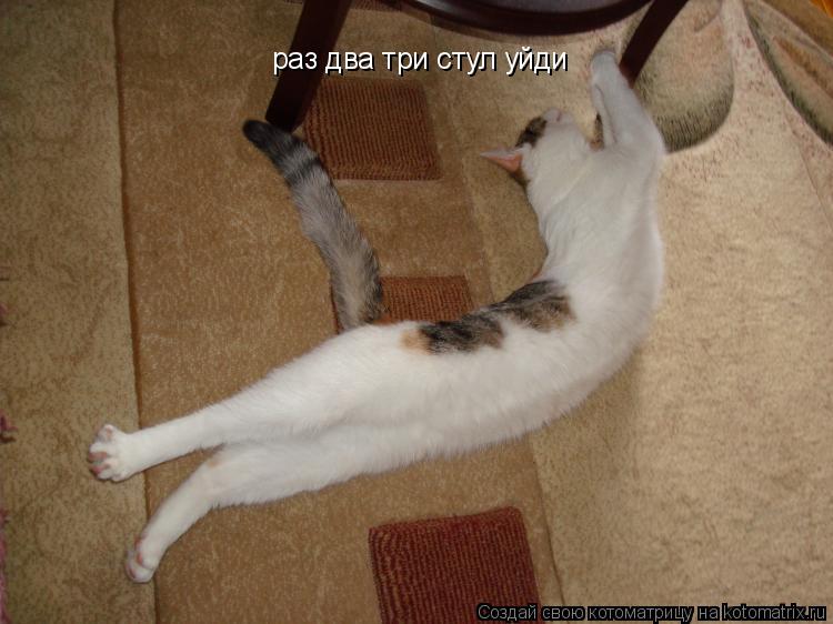 раз два три стул уйди... Котоматрица: раз два три стул уйди