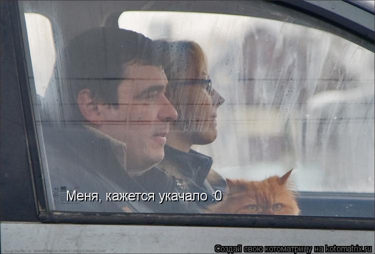 Меня, кажется укачало :0... Котоматрица: Меня, кажется укачало :0