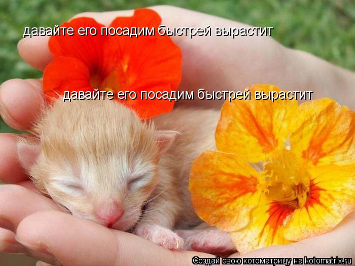 давайте его посадим быстрей вырастит давайте его посадим быстрей вырастит... Котоматрица: давайте его посадим быстрей вырастит давайте его посадим быстрей вырастит